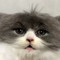 Chibolba