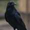 Le Corvus