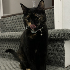 anarchkitti