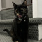 anarchkitti