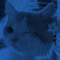 Bluey