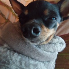 John's dog
