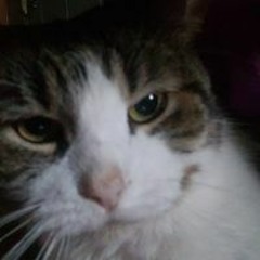 los verdaderos curanderos