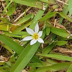 Sisyrinchium