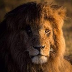 عماد ابراهيم مبروك