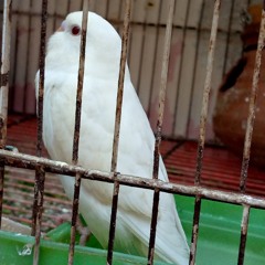 Hanif Anwer Dharejo