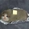 potatofurai
