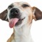 argo dog