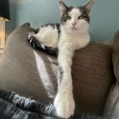 Government Issued Beans