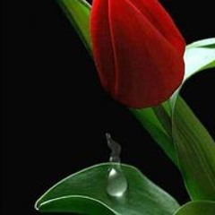 R Attia Awad