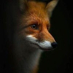 RedFox