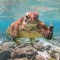 TURT TURN ME UP