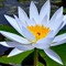 Fists Of The White Lotus - FWL Official
