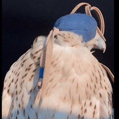 شافي السبيعي