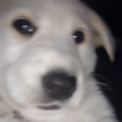 🐾Mantequilla🧈