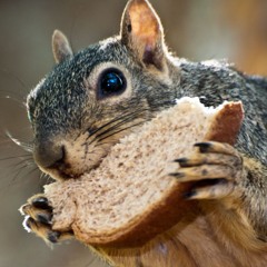 Bread Squirrel