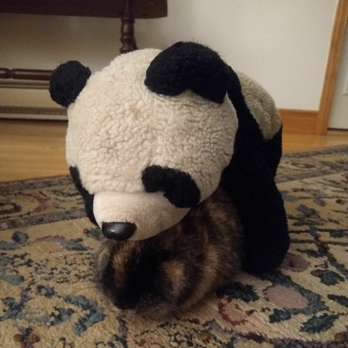 pandabunnylove’s avatar