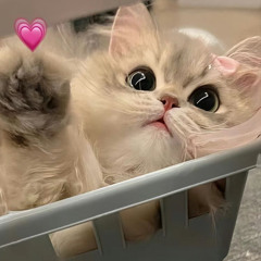 ALBATROSS❤️