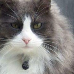 Yuki
