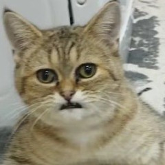 qwen