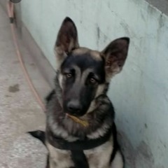 Alex