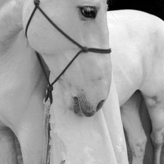 آية نور 🐴❤️‍🩹