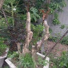 Giap Caongoc