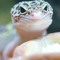 Gecko
