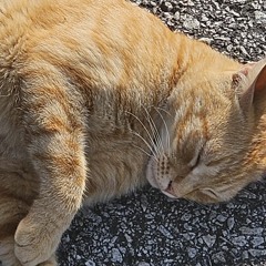 Chob