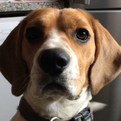 Giuseppe Passalacqua