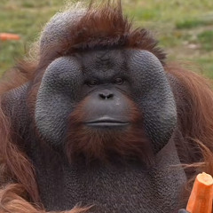 césar luis pezo alvarado