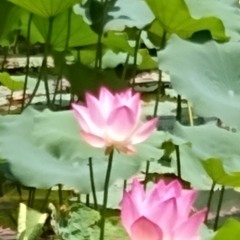 吵吵闹闹 chāo chao nào nào/Urchin Care