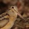 american woodcock
