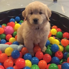 𝐑𝐚𝐳𝐨𝐫𝐩𝐥𝐚𝐲