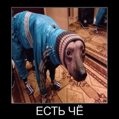 Zorgy