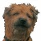 DugDogFX