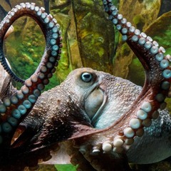 Wayward Octopus