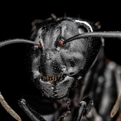 The Magnified Ant