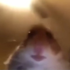 hamster216