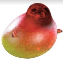 seal mango guy
