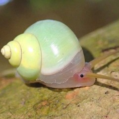 snailtoken