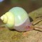 snailtoken