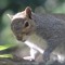 fistfight squirrel