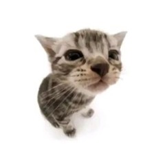 🐾🍡٭*Kitty*٭🍡🐾
