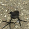 grippers bird