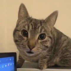 Bob_64