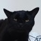the.killed.cat