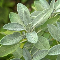 Sage