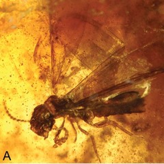 PartlyTermite