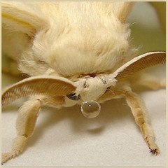 anomalina